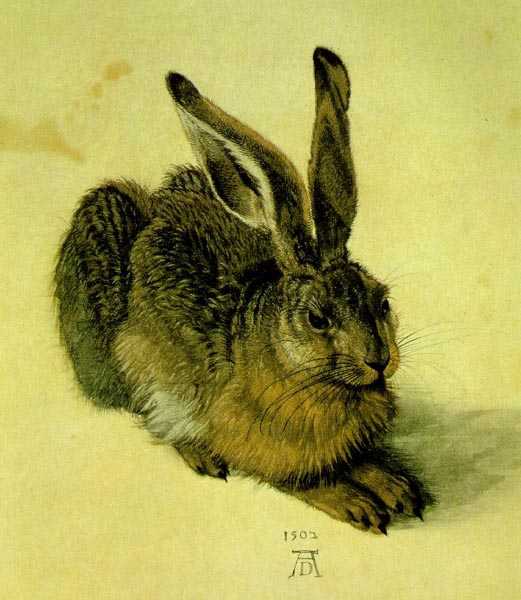 A Young Hare by Albrecht Durer